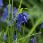 Bluebells