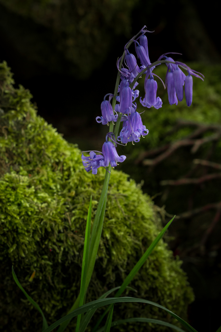 Bluebells