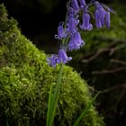 Bluebells