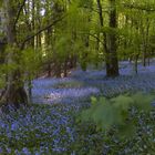 bluebells 