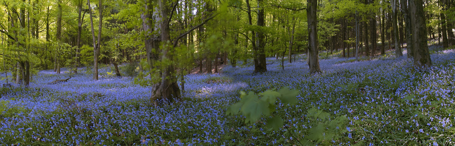 bluebells 