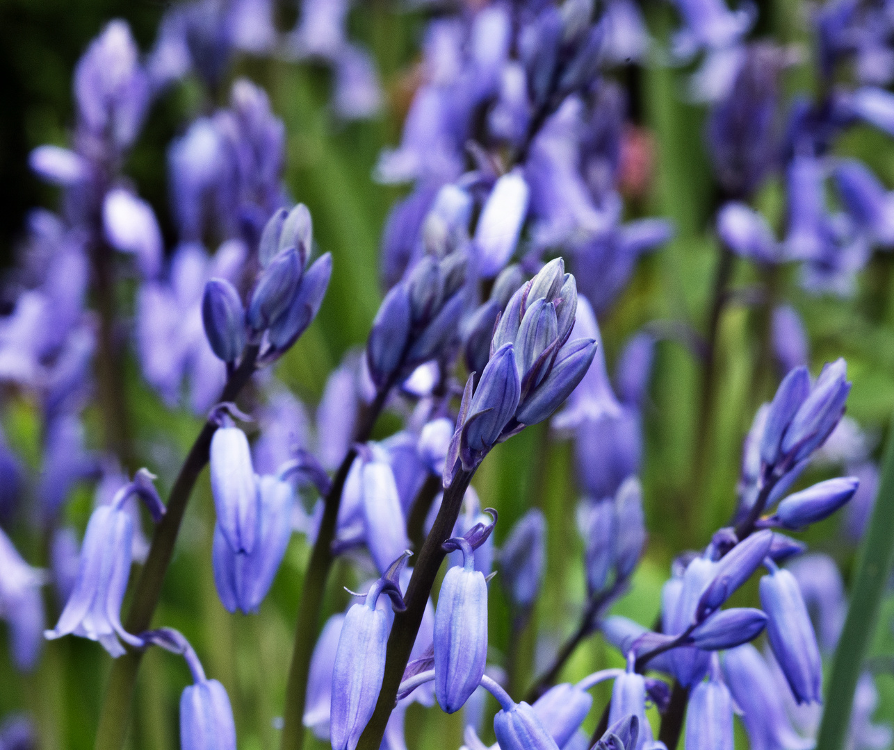 Bluebells