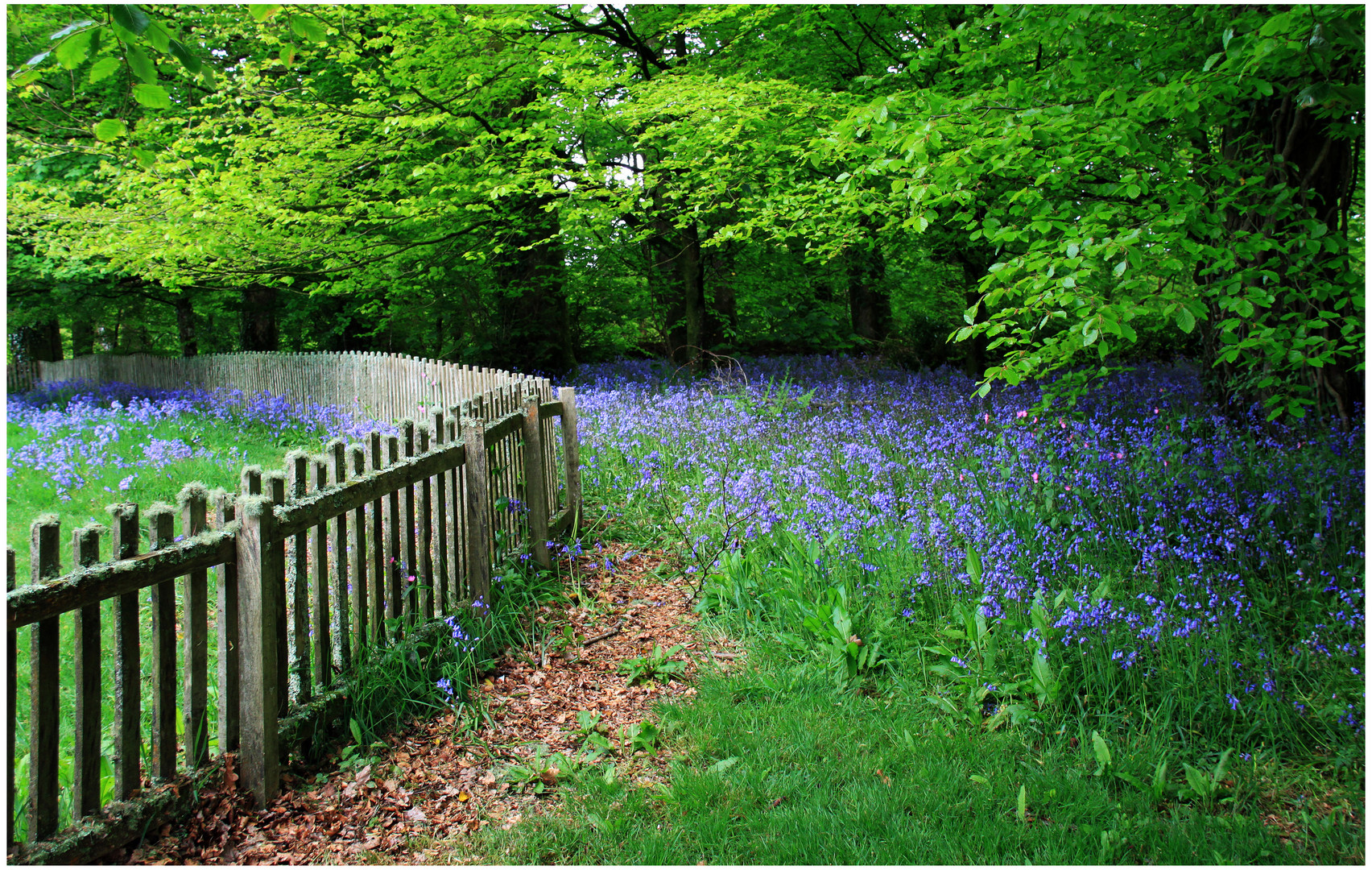 Bluebells