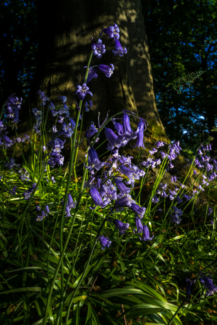 Bluebells