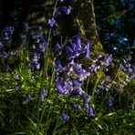 Bluebells