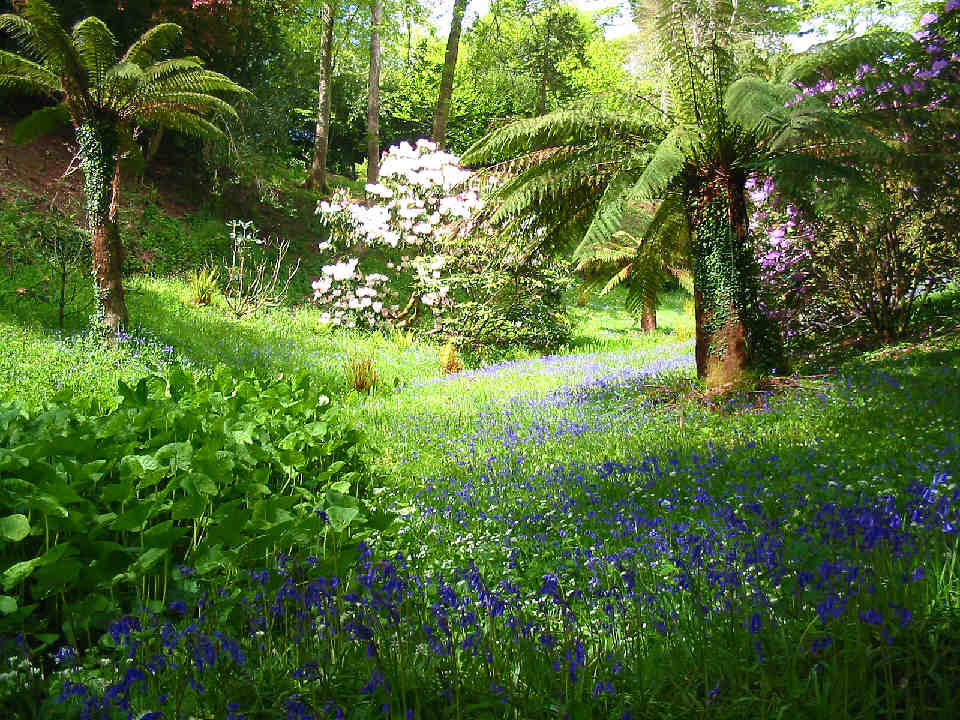 bluebells