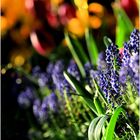 Bluebells and Bokeh Blossoms - A Meadowlark Springtime Impression