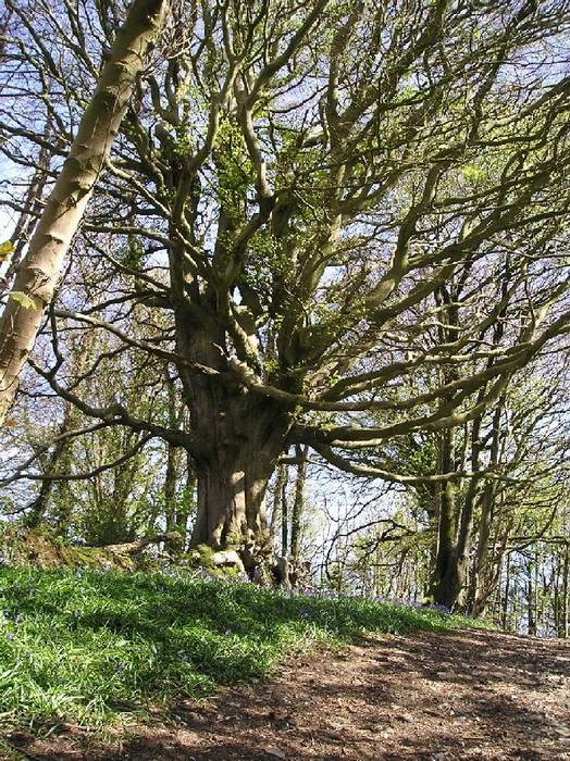 bluebells and the tree