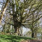 bluebells and the tree