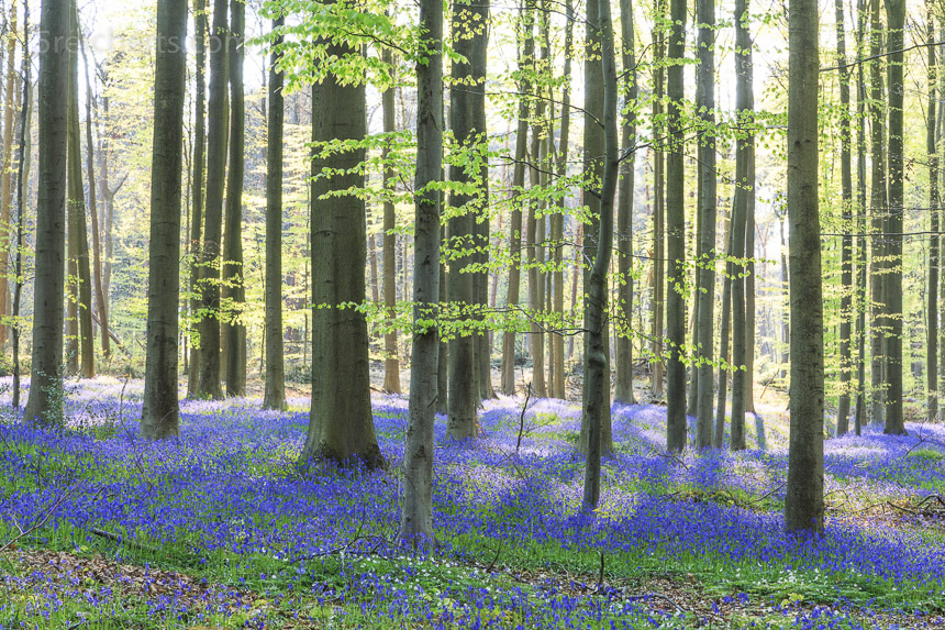 Bluebells, Belgien