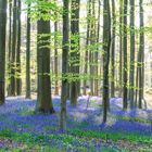 Bluebells, Belgien