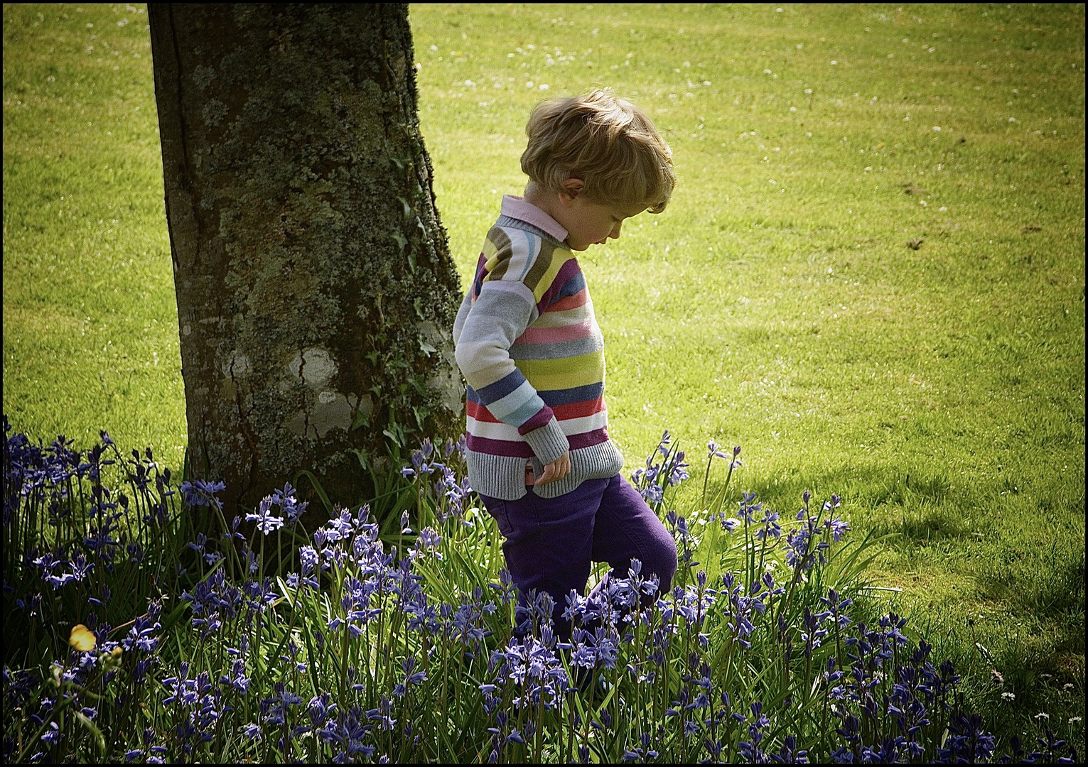 Bluebells bloom