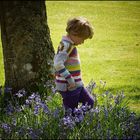 Bluebells bloom