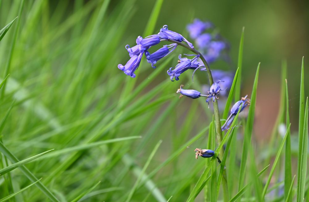 Bluebells