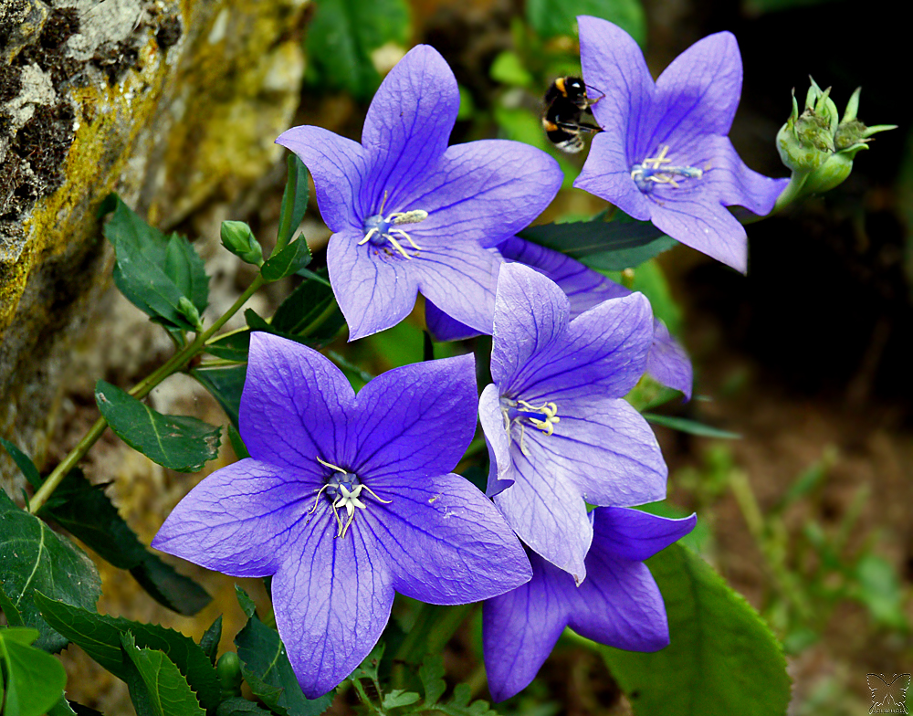 ~ Bluebells ~