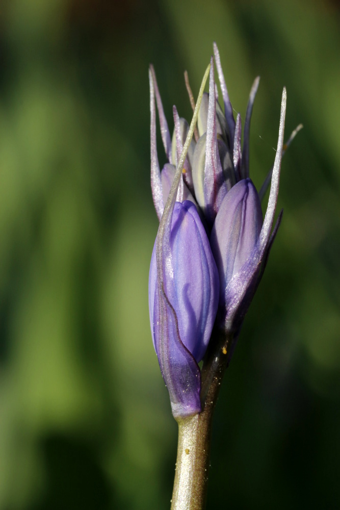 Bluebells