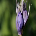 Bluebells