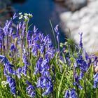 Bluebells