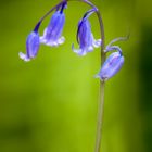 Bluebells