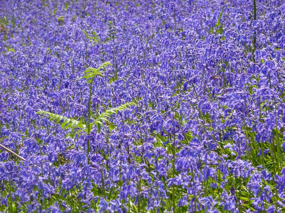 Bluebells galore