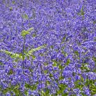 Bluebells galore