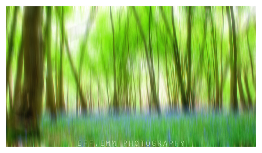 bluebells& green trees