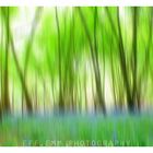 bluebells& green trees