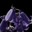 Bluebells (Hyacinthoides)