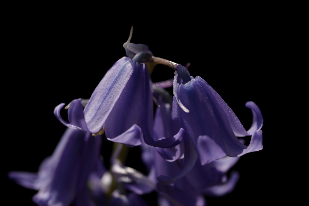 Bluebells (Hyacinthoides)