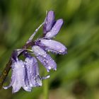 Bluebells (Hyacinthoides)