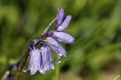 Bluebells (Hyacinthoides)