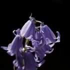 Bluebells (Hyacinthoides)