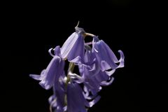 Bluebells (Hyacinthoides)