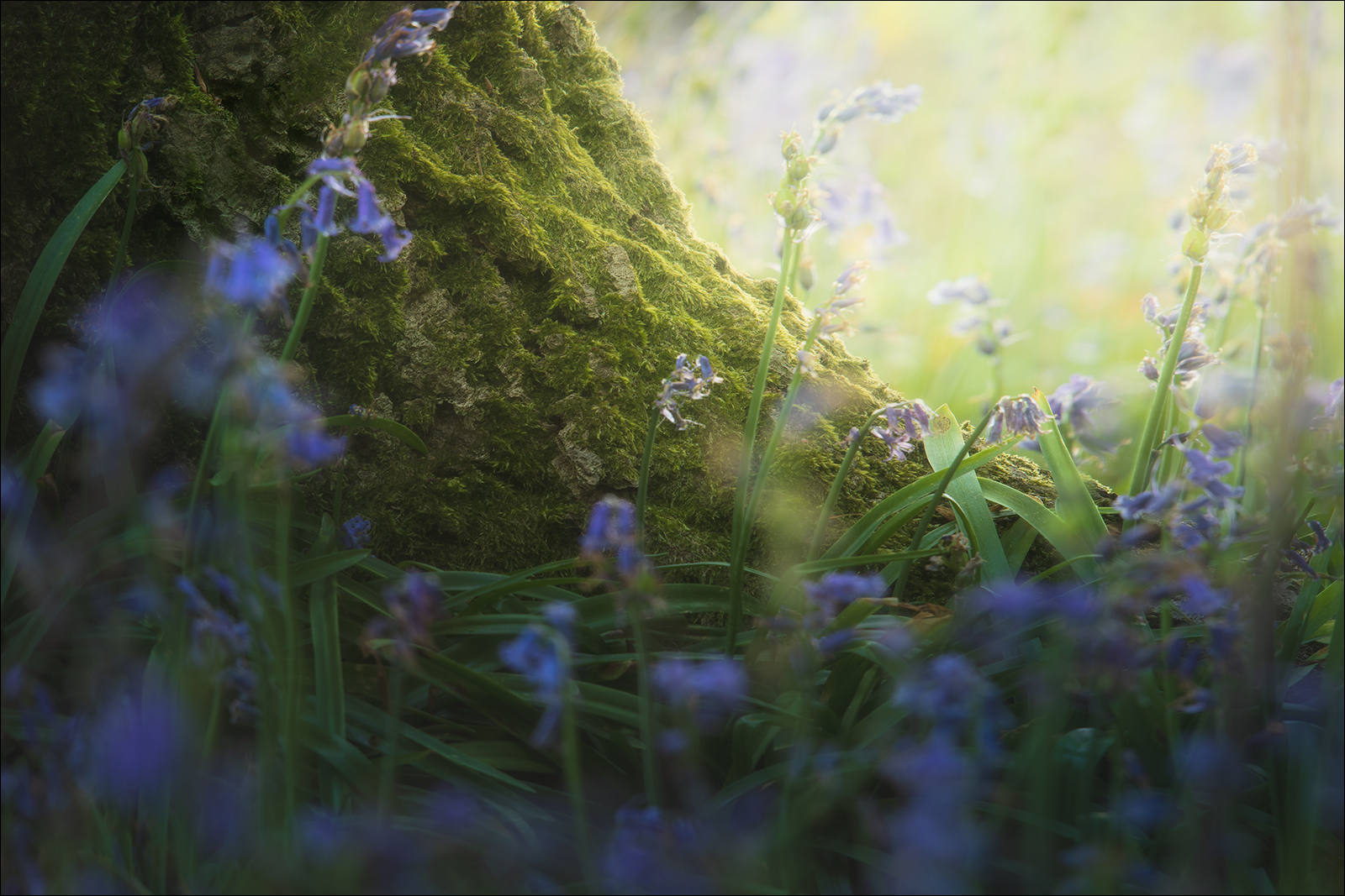 [ ... bluebells II ]