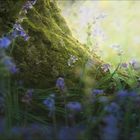 [ ... bluebells II ]