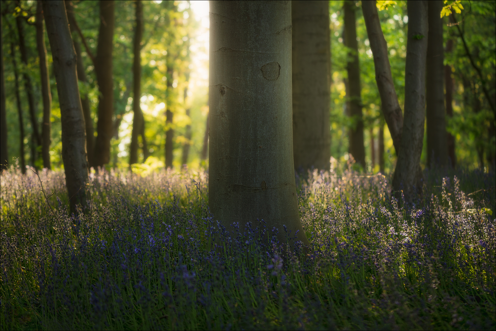 [ ... bluebells III ]