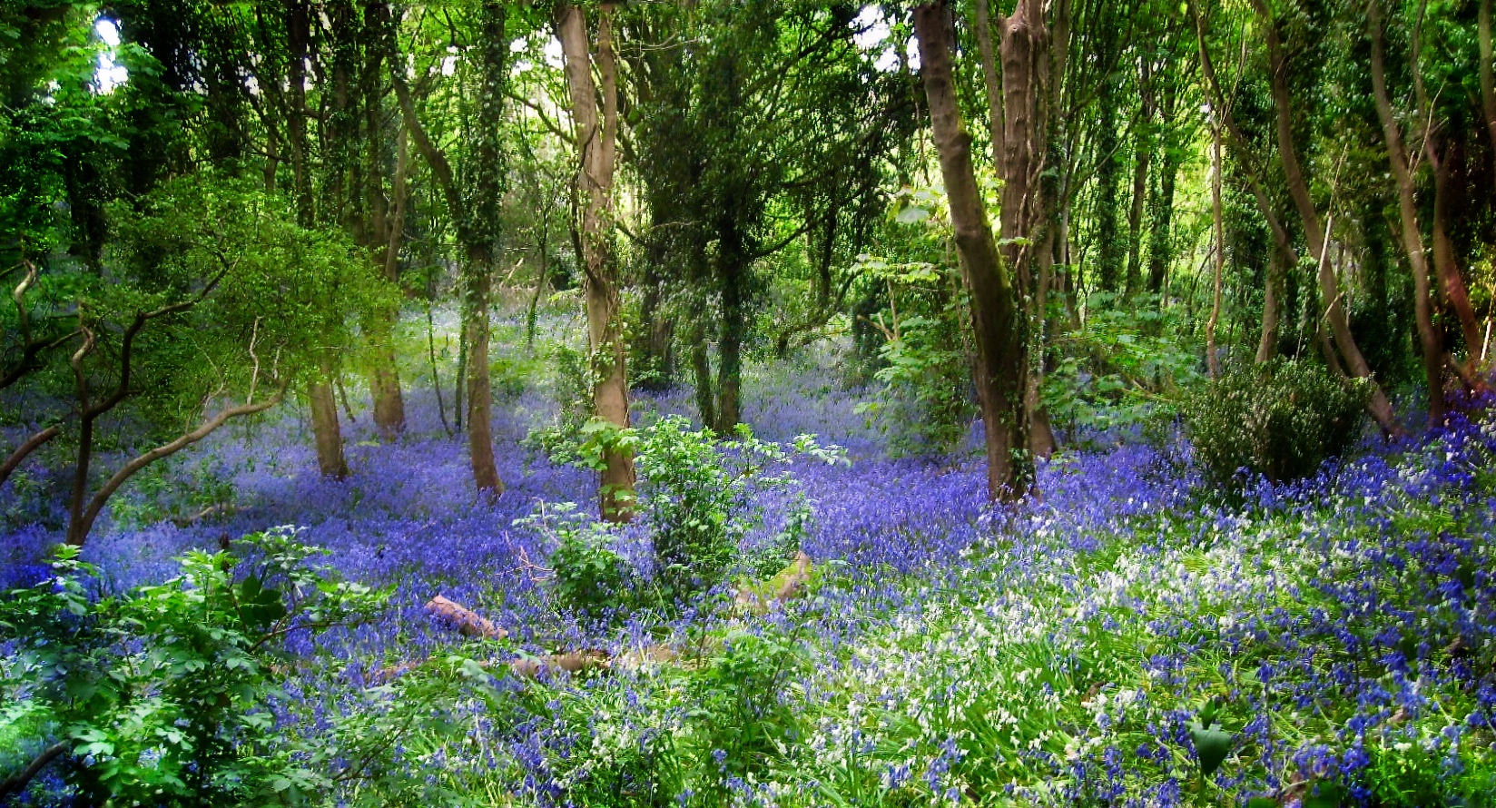 Bluebells im Feenwald....