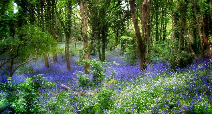 Bluebells im Feenwald....