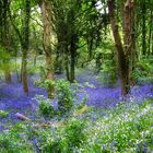 Bluebells im Feenwald....