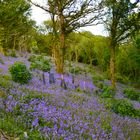 Bluebells in Cornwall