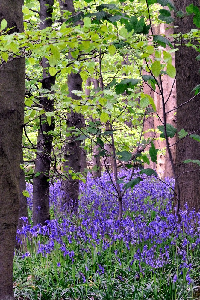 Bluebells in Irby Holmes Wood