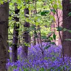 Bluebells in Irby Holmes Wood