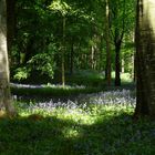Bluebells in Portglenone Forest