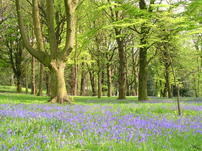 bluebells in springtime..