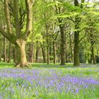 bluebells in springtime..