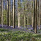 Bluebells in the Hallerbos.