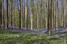 Bluebells in the Hallerbos. von odeveld219 