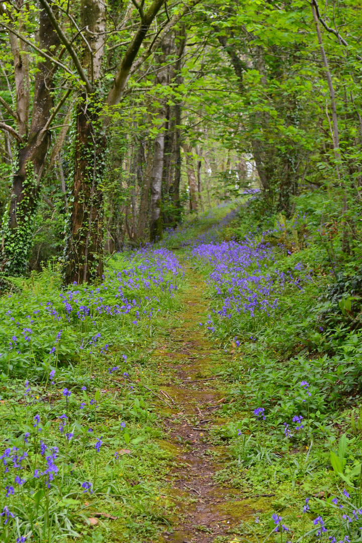 Bluebells in Welsh Forest