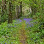 Bluebells in Welsh Forest