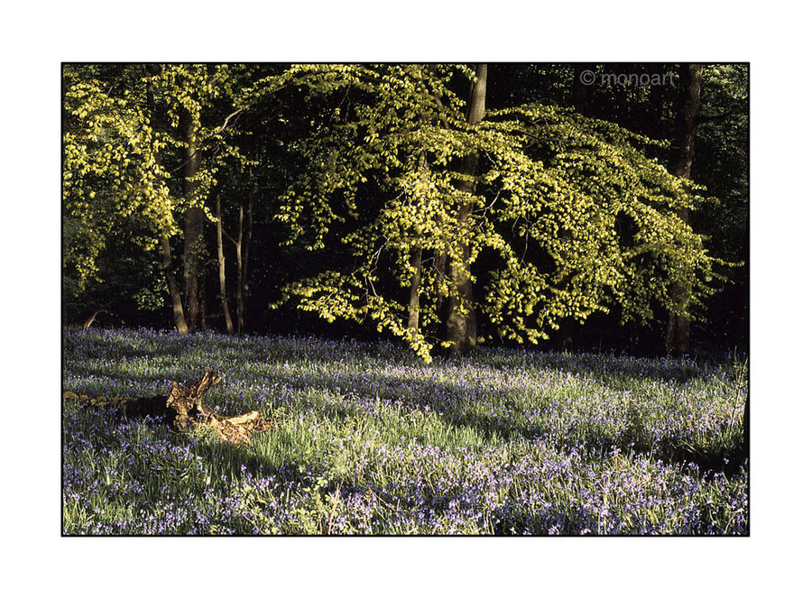 Bluebells, Woodfold, England